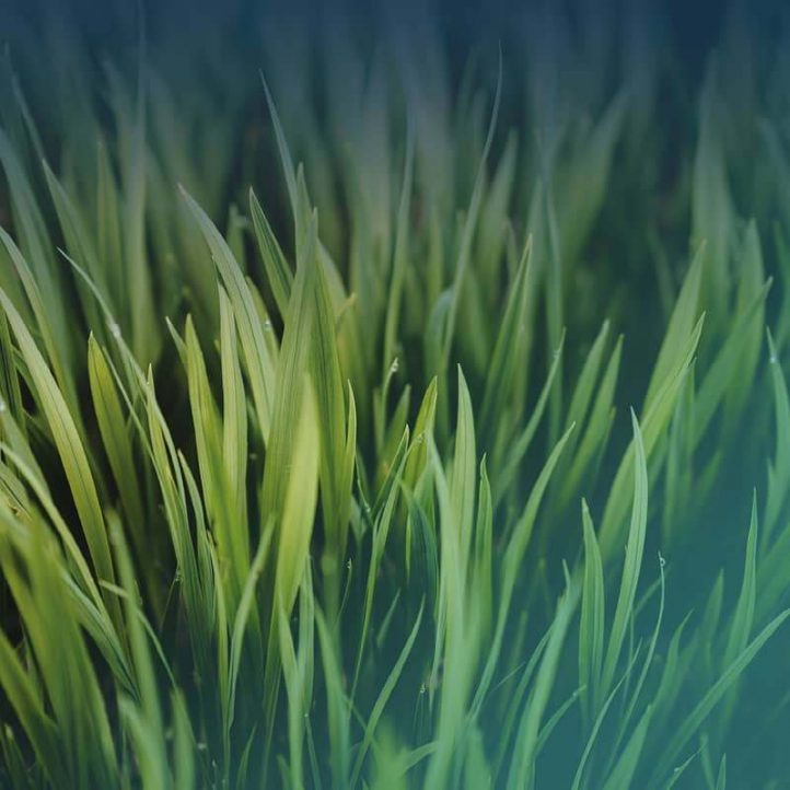 2022 whitepaper s4hgreenfield de motiv
